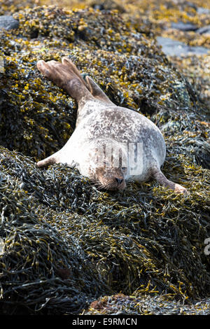 Guarnizione comune o la guarnizione del porto, Phoca vitulina, adulti crogiolarsi e dormire su rocce e alghe marine da Dunvegan Loch, Isola di Skye, Wes Foto Stock