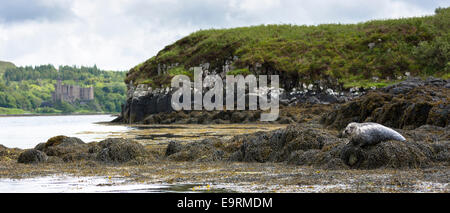 Guarnizione comune o la guarnizione del porto, Phoca vitulina, adulti crogiolarsi sulle rocce e alghe marine da Dunvegan Castle e Loch, Isola di Skye, Weste Foto Stock