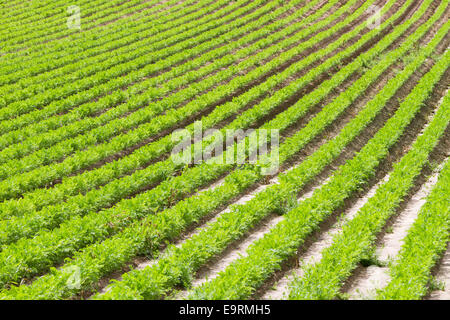 Righe di giovani piante di carota Foto Stock