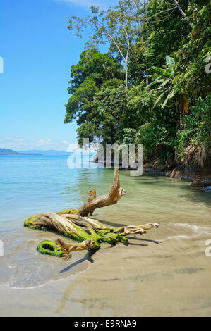 Driftwood sulla spiaggia con una lussureggiante vegetazione tropicale sulla spiaggia in background, lato caraibico del Costa Rica, Punta Uva Foto Stock