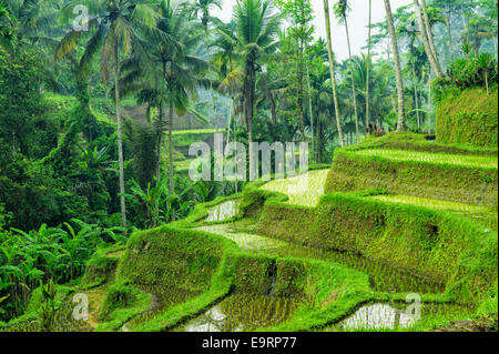 Tegallalang terrazze di riso, Ubud, Bali, Indonesia Foto Stock