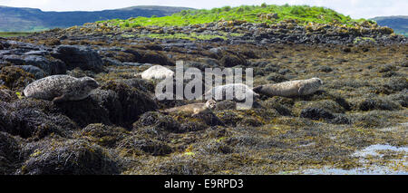 Guarnizione comune o la guarnizione del porto, Phoca vitulina, colonia di adulti e la guarnizione di tenuta del cucciolo di novellame di crogiolarsi sulle rocce e alghe marine da Dunvegan Loc Foto Stock