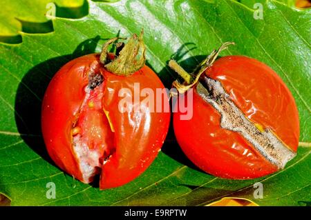 Mature pomodori rossi che hanno diviso e sono marciume, UK. Foto Stock