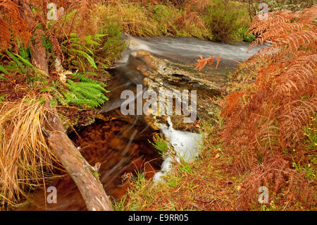 Burn che scorre verso il basso una lastra di roccia attraverso autunno Bracken Foto Stock