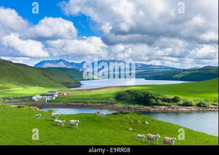 Il Cuillin Range di montagna con croft farm, pecore e Loch Harport vicino Coillure sull isola di Skye nelle Highlands e nelle Isole Foto Stock