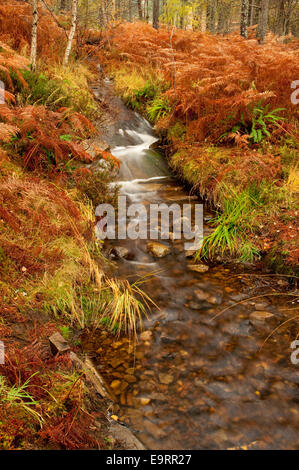 Masterizzare fluente attraverso l'autunno Bracken e pini Foto Stock