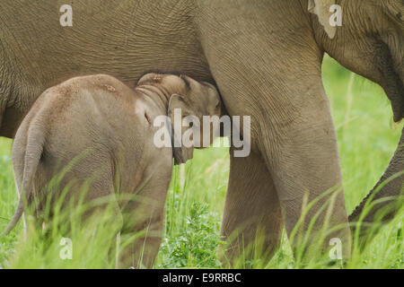 L'elefante indiano il lattante il giovane, parco di cittadino di Corbett, India. Foto Stock