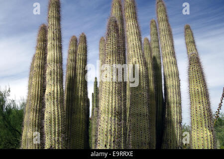 Vi è molto di vita nel deserto a dispetto delle condizioni meteorologiche difficili Foto Stock