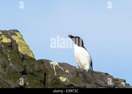 Razorbill uccelli marini, Alca torda, costiere uccello con becco di rasoio sulle rocce sull isola di Canna parte delle Ebridi Interne e Western ISL Foto Stock