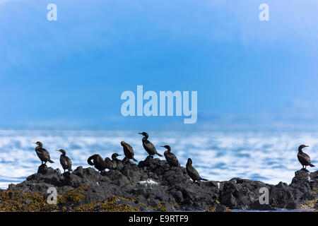 Colonia del cormorano uccelli costieri, Phalacrocorax carbo, sulle rocce sull isola di Canna parte delle Ebridi Interne e Western Isles i Foto Stock