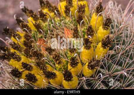 Vi è molto di vita nel deserto a dispetto delle condizioni meteorologiche difficili Foto Stock