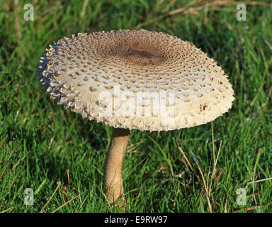 Close up di Parasol (fungo Macrolepiota Procera) cresce in erba verde Foto Stock