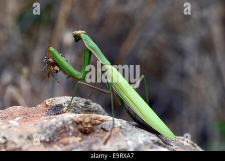 Mantide religiosa (mantide religiosa) con la preda Foto Stock