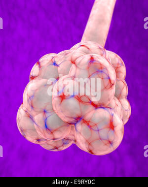 3d alveolo polmonare su sfondo rosso Foto Stock