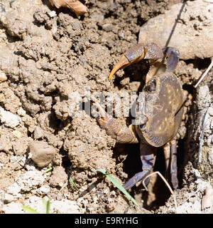 Potamon potamios, un oriente mediterraneo terrestre parzialmente granchio di fiume deselezionando la sua tana di fango a Creta. La specie è fou Foto Stock