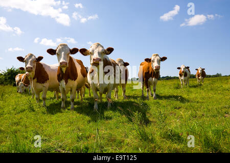 Montbeliarde mucche al pascolo Foto Stock