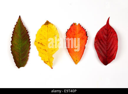 colori d'autunno Foto Stock