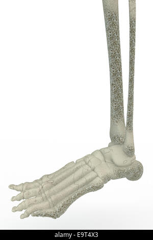 3d illustrazione del piede umano ossa. L'osteoporosi, fragilità ossea, osso affette da osteoporosi visto sotto il microscopio Foto Stock