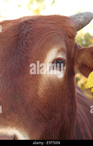 Vista dettagliata del brown zebù occhio, animale ritratto preso in fattoria Foto Stock