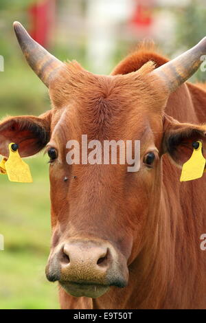 Curioso zebù ritratto bianco che guarda verso la telecamera Foto Stock