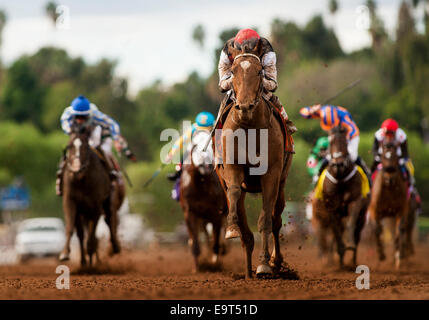 Arcadia, CA, Stati Uniti d'America. 2° Nov, 2014. 01 novembre 2014: il Texas Red, cavalcato da Kent Desormeaux e addestrati da J. Desormeaux, vince la Breeders' Cup capretti (G1) a Santa Anita Park in Arcadia, California il 1 novembre 2014. Alex Evers/ESW/CSM/Alamy Live News Foto Stock