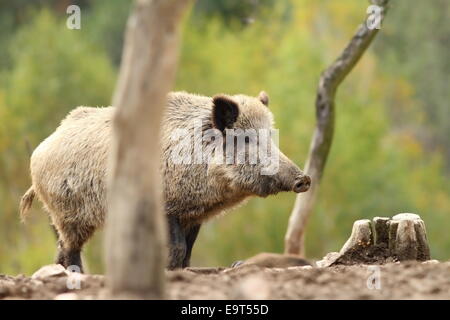 Grande cinghiale ( Sus scrofa ) permanente sulla cancellazione Foto Stock