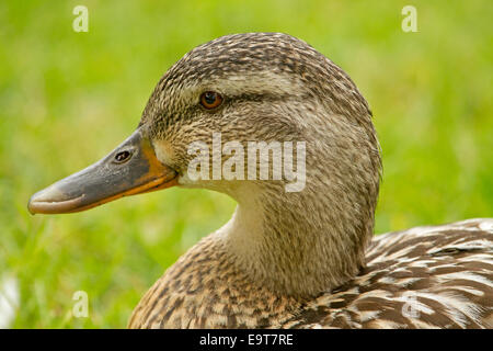 Ritratto di volto femminile di Mallard duck con bordati di giallo becco nero, marrone chiazzato di piume e gli occhi scintillanti, sfondo verde Foto Stock