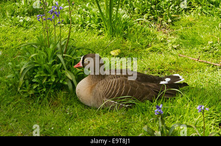 Minor white-fronteggiata goose, Anser erythropus seduta sul prato smeraldo accanto a cluster di bluebells flowering in Inghilterra Foto Stock