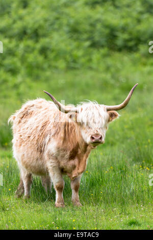 Highland Bovini, Bos primigenius, con corna sulla Isle of Mull nelle Ebridi Interne e Western Isles, costa ovest della Scozia Foto Stock