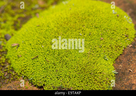 Colore verde brillante moss cresce su pietra arenaria rossa Foto Stock