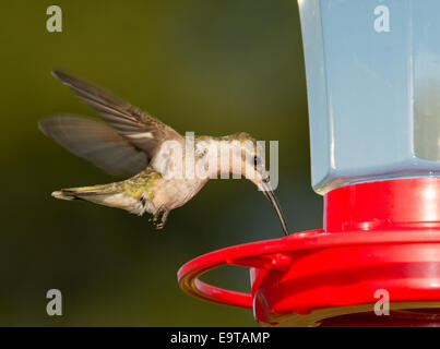 Femmina di Ruby-throated Hummingbird hovering e alimentando ad un alimentatore contro lo sfondo di colore verde Foto Stock