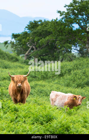 Highland Bovini, Bos primigenius, con corna con vitello sull isola di Mull nelle Ebridi Interne e Western Isles, costa Ovest di S Foto Stock