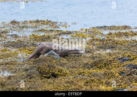 Sea Otter, Lutra lutra, carnivoro semi-mammiferi acquatici, a caccia di cibo a lato del loch sull isola di Mull nelle Ebridi Interne Foto Stock