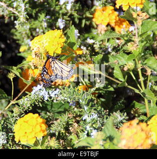 Farfalla su fiori gialli Foto Stock