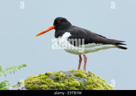 , Oystercatcher Haematopus ostralegus, in bianco e nero trampolieri con lungo becco arancione (Bill) permanente sulla roccia su Isle of Mull Foto Stock