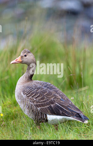 Oca Graylag, Anser anser, - Graylags - camminare su Isle of Mull nelle Ebridi Interne e Western Isles, costa ovest della Scozia Foto Stock