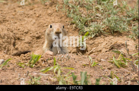 Cynomys ludovicianus, nero-tailed cane della prateria guardando fuori dalla sua tana Foto Stock