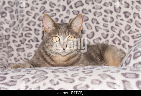 Carino blue tabby cat su una sedia, guardando il visore Foto Stock