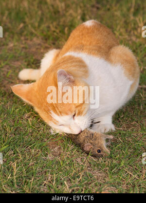 Gatto mangia un topo in erba Foto Stock