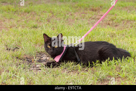 Simpatico gatto nero che indossa un rosa elettrico sulla sua avventura all'aperto Foto Stock