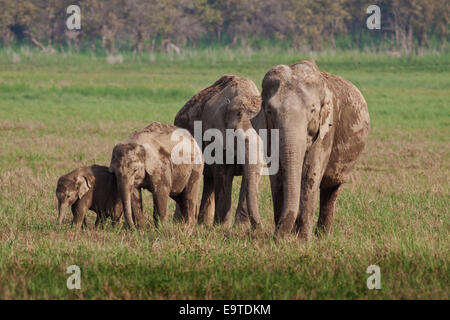 L'elefante indiano famiglia   parco di cittadino di Corbett, India. Foto Stock