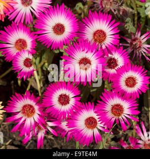 Chiusura del gruppo di spettacolare rosa luminoso & fiori bianchi, Livingstone margherite - Cleretum bellidiforme Foto Stock