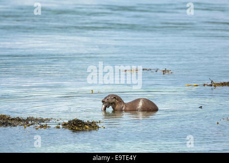 Sea Otter, Lutra lutra, carnivoro semi-mammiferi acquatici, alimentando il grongo a lato del loch sull isola di Mull nella parte interna Eb Foto Stock