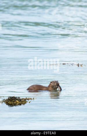 Sea Otter, Lutra lutra, carnivoro semi-acquatico mammifero, l'alimentazione sulle anguille a lato del loch sull isola di Mull nelle Ebridi Interne di un Foto Stock