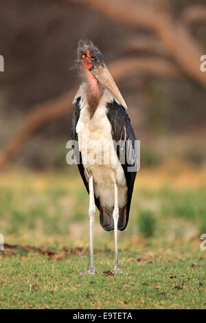 Una marabou stork (Leptoptilos crumeniferus) in habitat naturale, Sud Africa Foto Stock