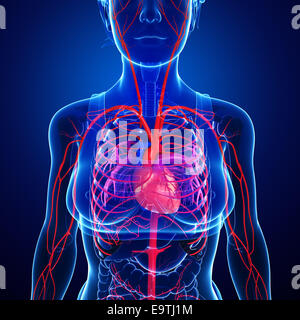 Illustrazione del cuore umano anatomia Foto Stock