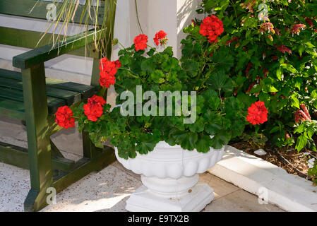 Rosso dei gerani in vasi in giardino Foto Stock