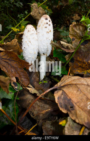 Shaggy copertura di inchiostro funghi Coprinus comatus Foto Stock