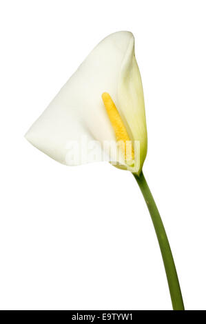 Calla Lily, Zantedeschia aethiopica, fiore isolata contro bianco Foto Stock