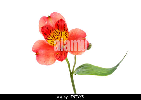 Alstroemeria flower, giglio degli Incas o peruviana lily isolata contro bianco Foto Stock